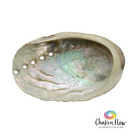 Abalone Shell