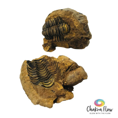 Trilobite Specimen